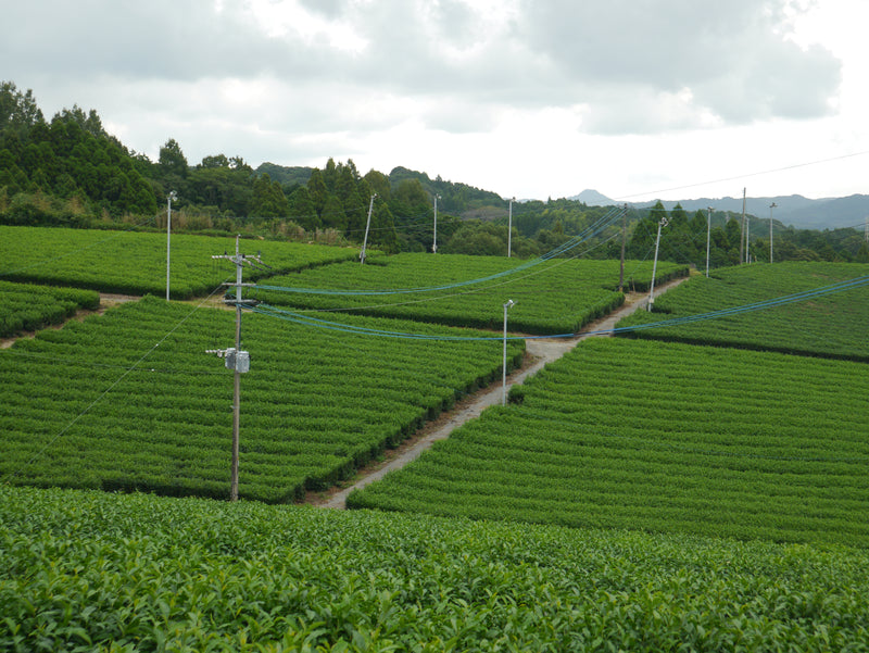 Sourced from Yame, Fukuoka